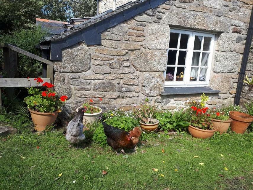 Borea Barn Vegetarian B&B St Ives Eksteriør billede